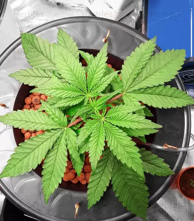 Cherry Pie (Female Seeds)