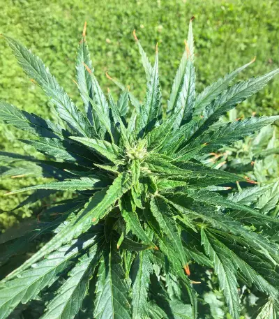 Cosmic Bomb Auto Seeds
