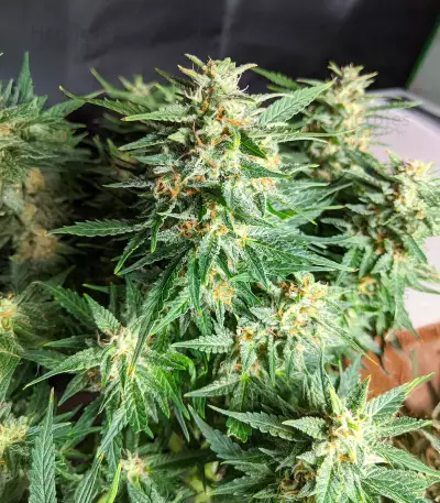 Diesel Berry Auto (Auto Seeds)