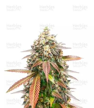 Dos Y Glue Feminized Seeds (Grow Barato)