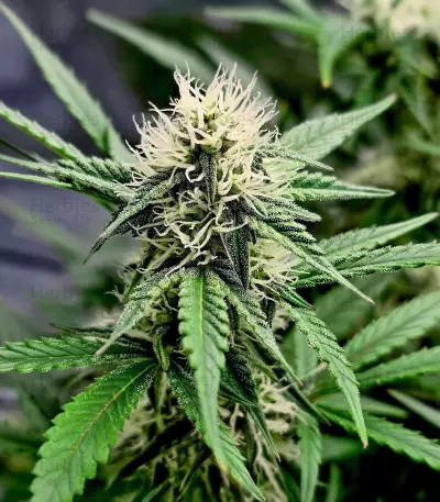 Semillas Feminizadas Gelato 41 x Gelato 41 Auto (Green House Seeds)