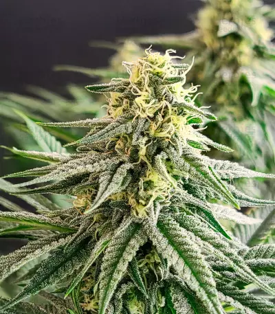 Ghost Train Haze x Pellezino (Herbies Seeds)