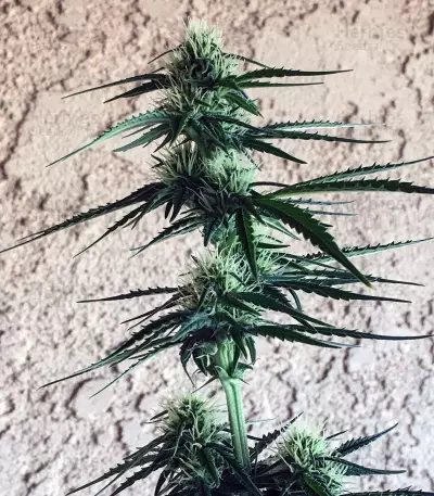 Semi femminizzati Girl Scout Cookies Auto (Auto Seeds)