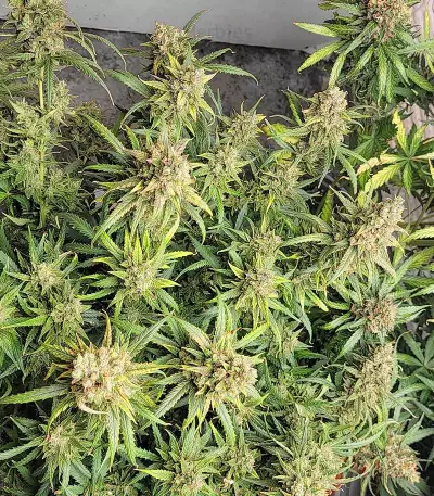 Girl Scout Cookies (Barney's Farm)