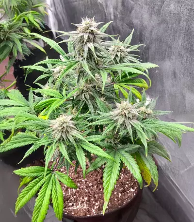 Semillas Feminizadas Keep Frosted Guava Autoflower (Seedkeepers)