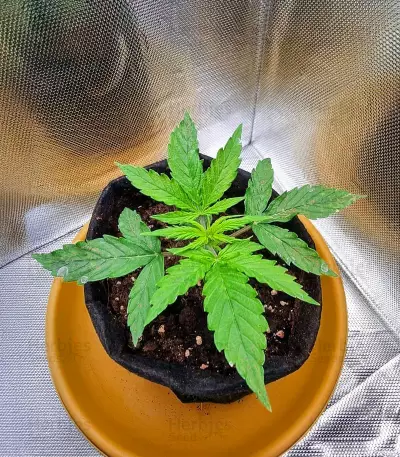 Lemon Haze Auto (Expert Seeds) Seeds