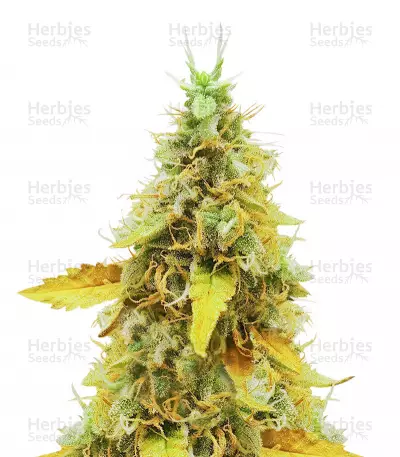 Graines de cannabis OG's Kush (BlimBurn Seeds)