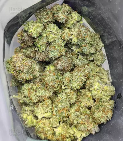 Papaya Cookies Auto Seeds