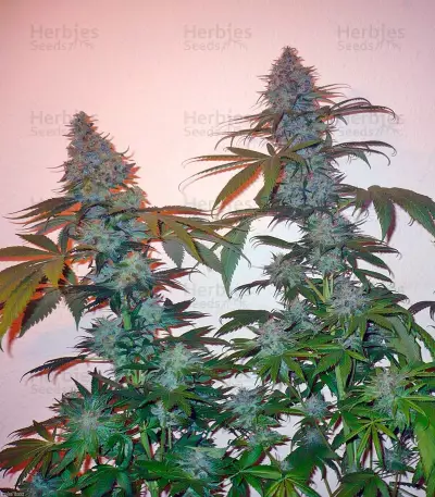 Sensi Star (Paradise Seeds)