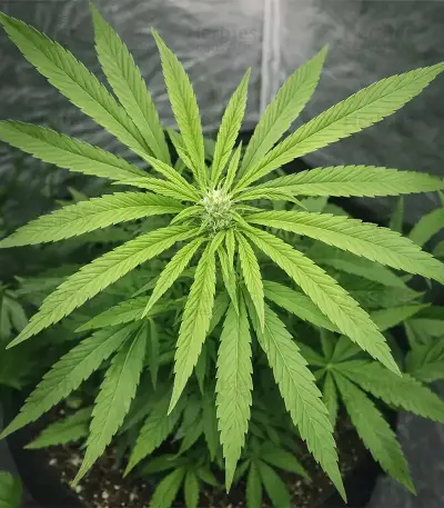 Afghan Skunk (Expert Seeds)