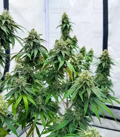 Apple Fritter (Barney's Farm)