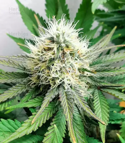 Big Bud Fast Version