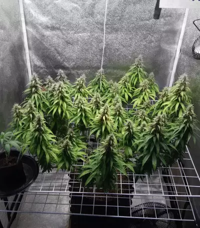 Big Bud feminized seeds (Seedstockers)