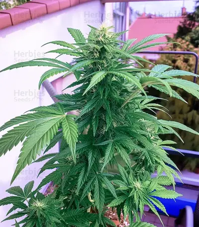 Candy Bubatz XL Auto Seeds