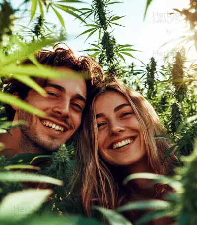 CBD Auto 20:1 feminized seeds
