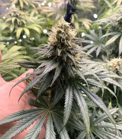 Chemdog Gorilla (Expert Seeds) Seeds