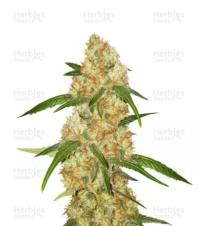 Critical Purple Kush (Advanced Seeds)