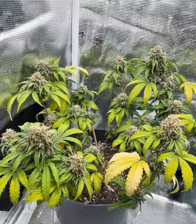 Forgotten Cookies Auto (Mephisto Genetics)
