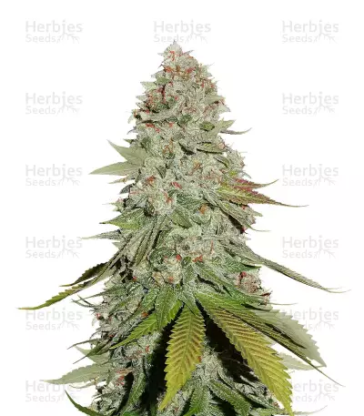 GG#4 Original Glue feminizada