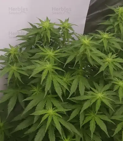 Semi Femminizzati Gorilla Cookies Auto (Big Head Seeds)