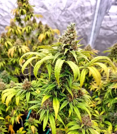 Gorilla Super Glue Seeds