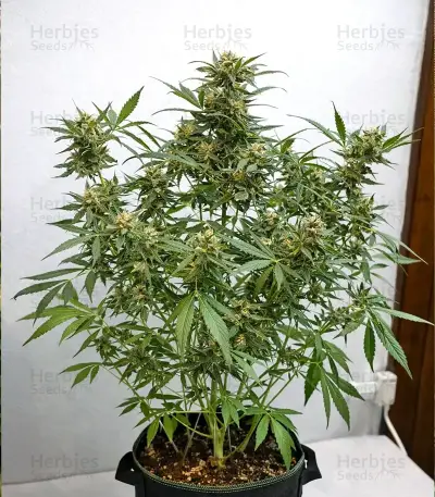 Guava x Gelato 41 Auto Seeds