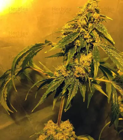Holy Grail Kush Feminized Seeds from DNA Genetics