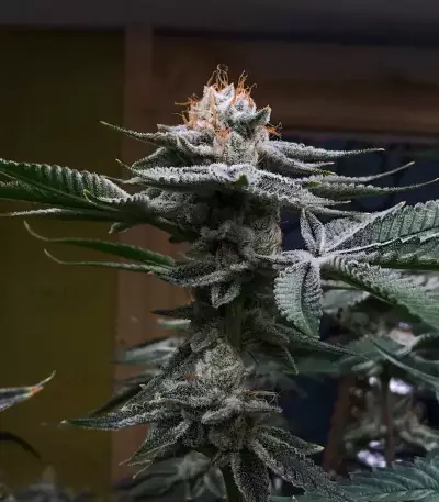 Kush Mints Fast Version Feminized Seeds (Seedkeepers)