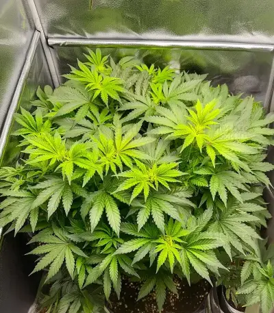 Melonade Runtz Seeds