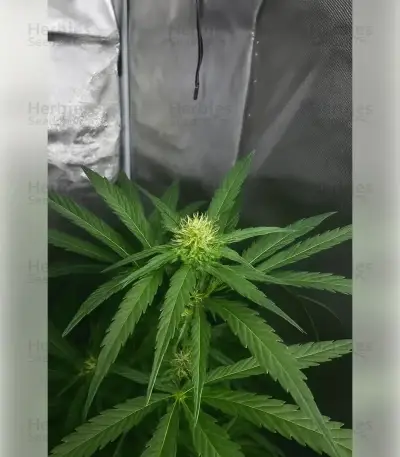 Northern Light Automatic Seeds (RQS)