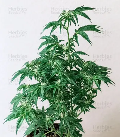 Semi femminizzati Northern Lights XL Auto