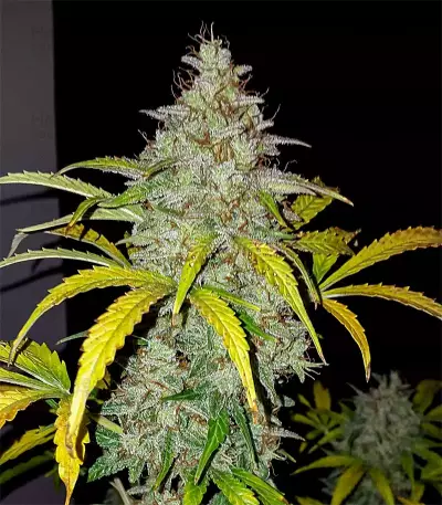Original Auto Jack Herer Seeds
