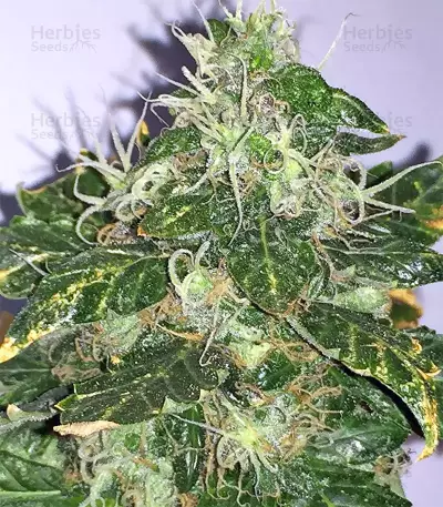 Pure Kush Seeds (Original Sensible Seeds)