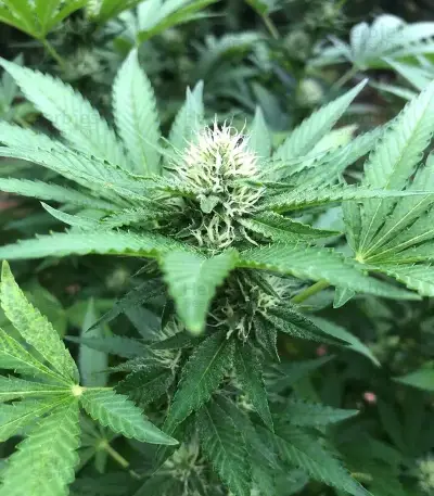 Rainbow Candy (Growers Choice)