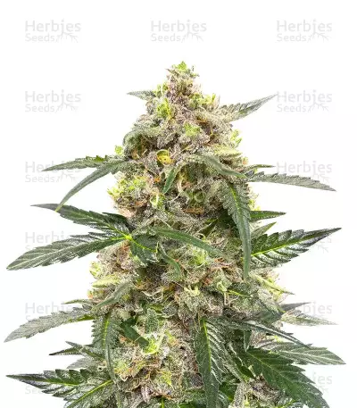 Sativa Mix feminizada (Herbies Seeds)
