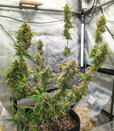 Semi Femminizzati Section 781 Autoflowering (Blimburn x Herbies)