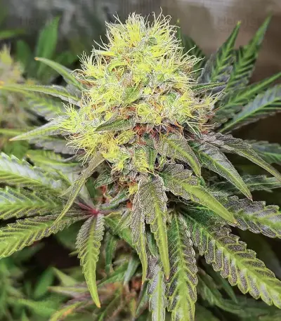 Section 781 Seeds (Blimburn x Herbies)
