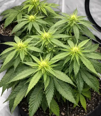 Sir Jack Seeds