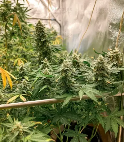 SkullRyder Auto feminized seeds