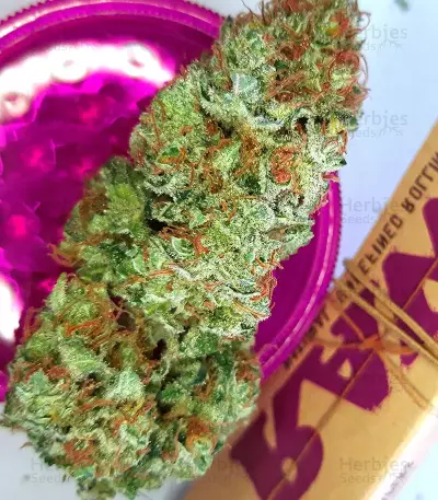 Speed Haze (Blackskull Seeds)