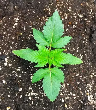 Super Boof Auto Seeds