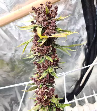 Tropicanna Poison F1 Fast Version Feminized Seeds (Sweet Seeds)