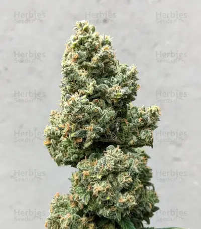 Z-Up Auto Seeds