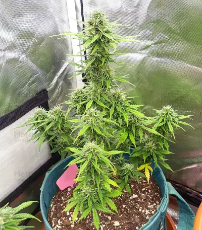 Graines de cannabis Super Skunk Auto (Garden of Green Seeds)