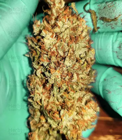 West Coast O.G. Auto Seeds