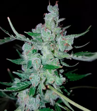 White Widow Original Auto feminized seeds