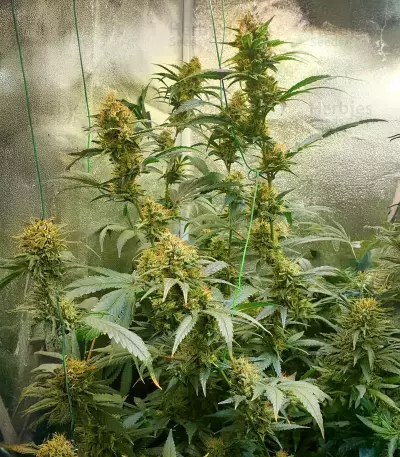 Widow Bomb feminized seeds