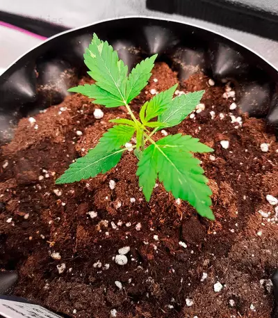 Cheese Autoflower (Herbies Seeds)