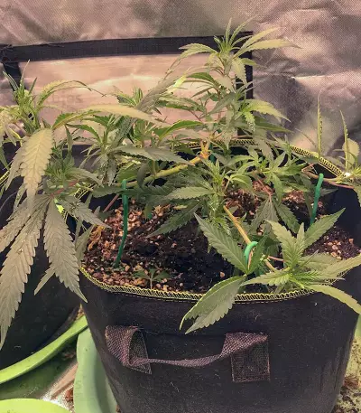 Cali Bay Dream feminized seeds