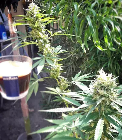 Amnesia Seeds (Seedstockers)